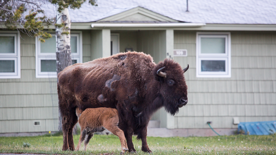 Living with Bison - Yellowstone National Park (U.S. National Park Service)