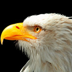 LegionRynzer Profile Picture