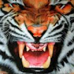 Kyaw Kyaw Soe Profile Picture