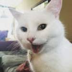 Sam Min Thant Profile Picture