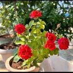 Nk Maurya Profile Picture